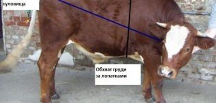 Wie viel wiegt ein Kalb im Durchschnitt und wie hoch ist die Gewichtszunahme in Monaten nach der Geburt?