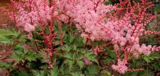 Description and characteristics of the Delft Lace variety astilbe, planting and care