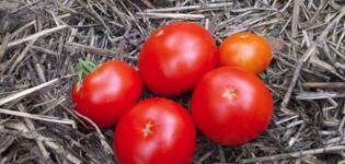 Beschreibung der frühen Tomatensorte Skorospelka und ihrer Eigenschaften