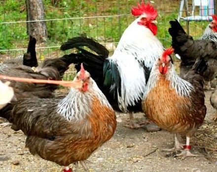 Descriptions des 15 meilleures races de poulets à viande pour l'élevage à la maison
