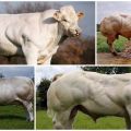 Description et caractéristiques des vaches bleues belges, leur contenu