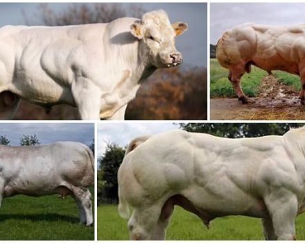 Description et caractéristiques des vaches de race bleue belge, leur contenu