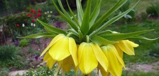 Pflanzen und Pflegen von kaiserlichem Haselhuhn auf freiem Feld