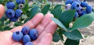 Beschreibung der Sorte der hohen Blaubeeren Chandler, Pflanz- und Pflegeregeln