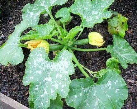 Mesures de contrôle et traitement de l'oïdium sur les courgettes: comment et quoi traiter
