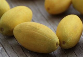 Description de la variété de melon torpille, les avantages et les inconvénients pour les humains, comment en choisir une mûre