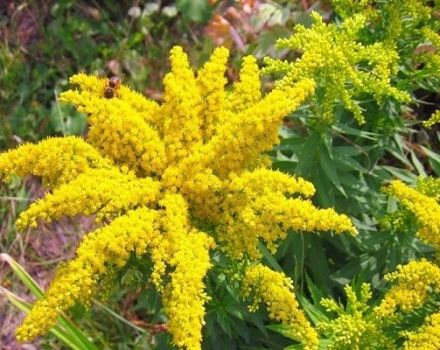 Description et caractéristiques de la verge d'or hybride, plantation et soins