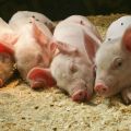Avantages et inconvénients des litières bactériennes pour porcheries, types et entretien de celles-ci