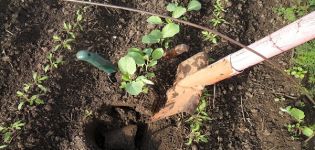 Comment et comment nourrir le chou pour la croissance avec des remèdes populaires