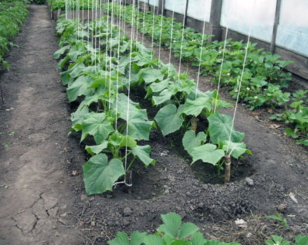 How to properly tie cucumbers in a polycarbonate greenhouse