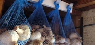 Comment bien conserver l'ail à la maison après avoir déterré?