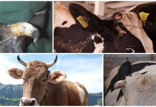 Hat eine Kuh Hörner und warum braucht sie Hörner, Struktur und wie man sie entfernt und benutzt