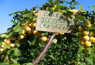 Description de la variété et des types de prune Ussuri, caractéristiques distinctives et culture
