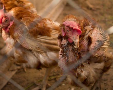 Symptômes et causes de la mycoplasmose chez les poulets domestiques, traitement rapide et efficace