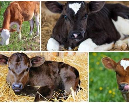 Symptome der Wadenverstopfung und was zu tun ist, Behandlungsmethoden und Prävention