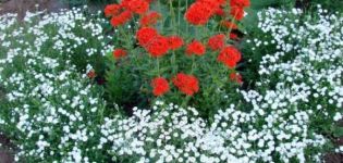 Pflanzen und pflegen Sie Vogelmiere auf freiem Feld, die besten Sorten und wachsen aus Samen