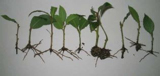 Comment propager le citron par boutures à la maison, enracinement et en croissance