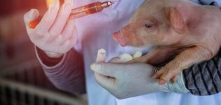 Beliebte Zubereitungen mit Eisen für Ferkel und Gebrauchsanweisung