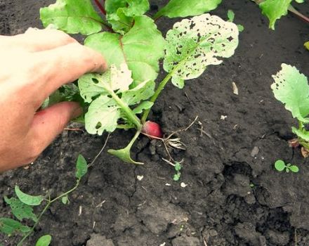 Description des ravageurs du radis (radis) et lutte contre eux