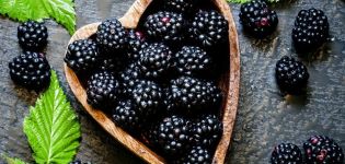 Description et caractéristiques des variétés de mûres Thornless Evergreen, reproduction, plantation et entretien