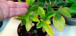 Pourquoi les feuilles de mandarine jaunissent, les causes de la maladie et que faire