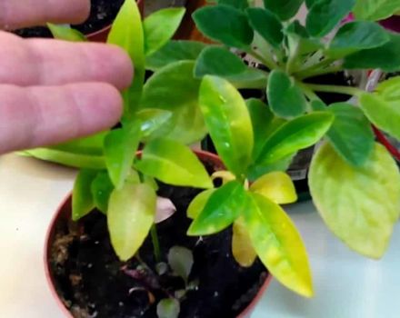 Why mandarin leaves turn yellow, causes of the disease and what to do