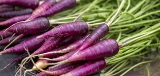 Propriétés utiles, description et caractéristiques de la culture des carottes violettes