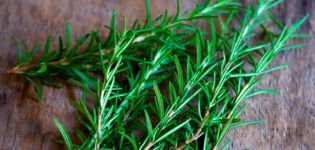 Propriétés médicinales et contre-indications à l'utilisation du romarin, avantages et inconvénients