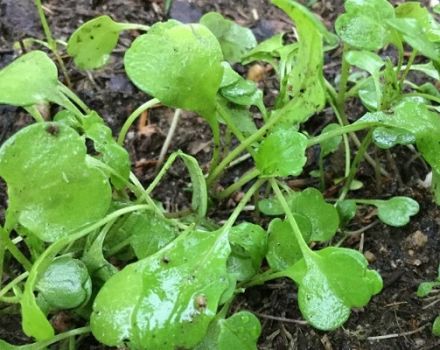Growing arugula in the open field from seeds and seedlings, planting and caring for the country