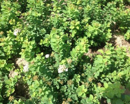 Description des variétés de spirée de bouleau, plantation et entretien en plein champ