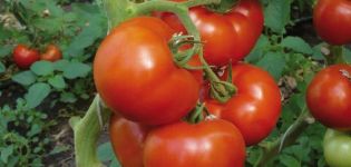 Description of the Berberana tomato variety, characteristics and yield