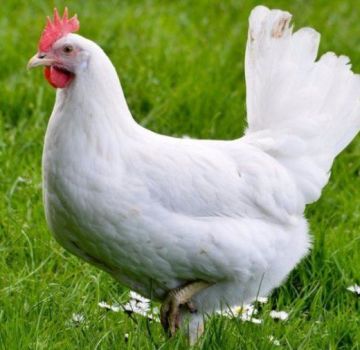 Description et caractéristiques des leghorns nains B-33, règles d'entretien