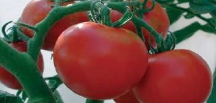 Beschreibung der Tomatensorte Michelle f1 und ihrer Eigenschaften