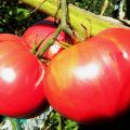 Caractéristiques et description de la variété de tomate Giant Red, son rendement