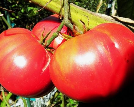 Eigenschaften und Beschreibung der Tomatensorte Riesenrot, deren Ertrag
