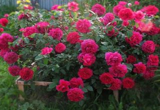 Descriptions et caractéristiques des meilleures nouvelles variétés de roses pour 2020