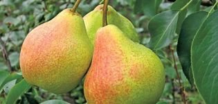 Description et caractéristiques des variétés de poires Memory Yakovlev, plantation et entretien