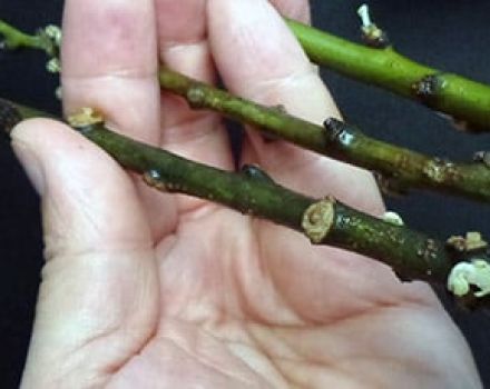 Wie man eine Birne im Sommer und Frühling richtig mit grünen Stecklingen und anderen Methoden vermehrt