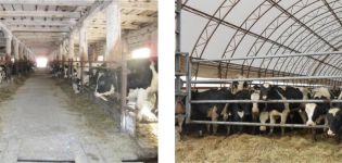 Die Kosten für das Geschäft mit der Aufzucht von Grundeln für Fleisch zu Hause und ist es rentabel