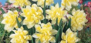 Description et caractéristiques des jonquilles Irene Copeland, schéma de plantation et entretien