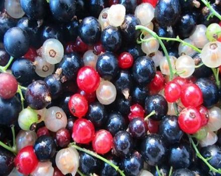 Quels raisins de Corinthe sont plus sains pour les humains - rouges ou noirs, là où il y a plus de vitamines