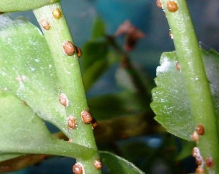 Comment se débarrasser de l'échelle en forme de virgule sur les pommiers avec des moyens folkloriques et non chimiques