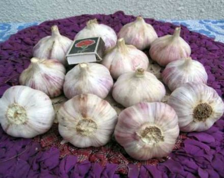 Beschreibung der Knoblauchsorte Lyubasha, Empfehlungen für den Anbau