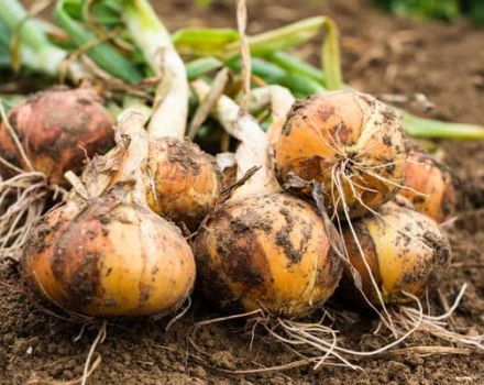 Wann müssen Sie Zwiebeln aus den Betten graben, um sie zu lagern?