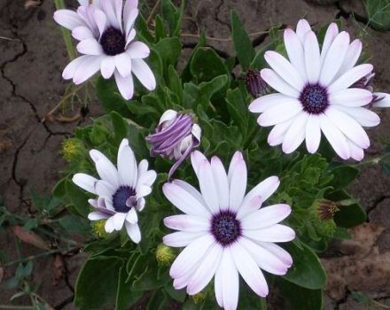 26 Osteospermumsorten mit Beschreibung, Pflanzung und Pflege auf freiem Feld