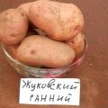 Description of the potato variety Zhukovsky early, features of cultivation and care