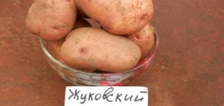 Beschreibung der Kartoffelsorte Schukowski früh, Merkmale des Anbaus und der Pflege