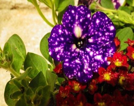 Description et caractéristiques des variétés de pétunia Ciel étoilé, les subtilités de la culture