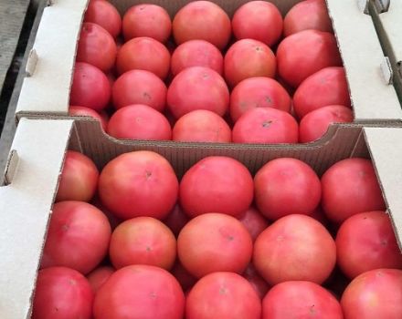 Beschreibung der Tomatensorte Cetus pink, ihrer Eigenschaften und Produktivität