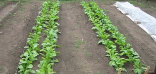 Planting, growing and caring for a daikon, when to plant in open ground
